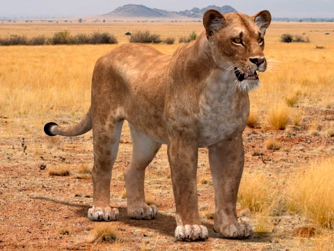 Lioness Low-Poly and Game-Ready 3D Model