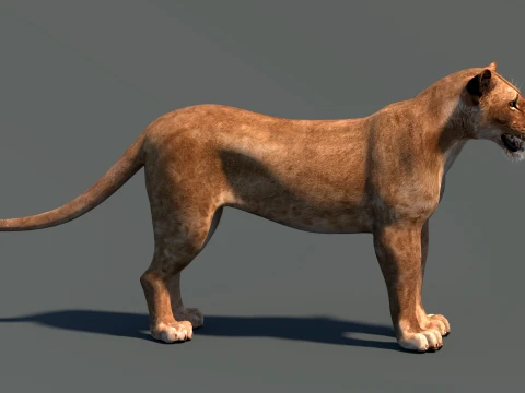 Lioness Low-Poly and Game-Ready 3D Model