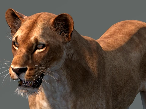 Lioness Low-Poly and Game-Ready 3D Model