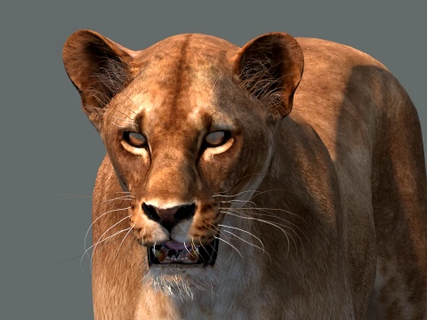 Lioness Low-Poly and Game-Ready 3D Model