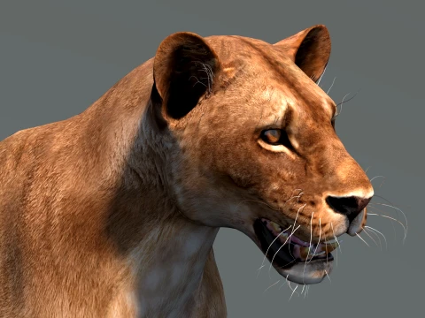 Lioness Low-Poly and Game-Ready 3D Model