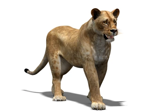 Animated Lioness - Low-Poly 3D Model