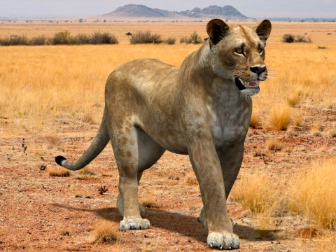 Animated Lioness - Low-Poly 3D Model