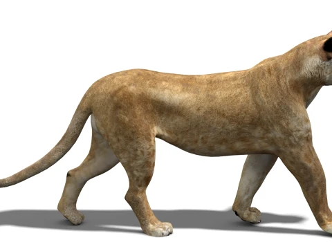 Animated Lioness - Low-Poly 3D Model