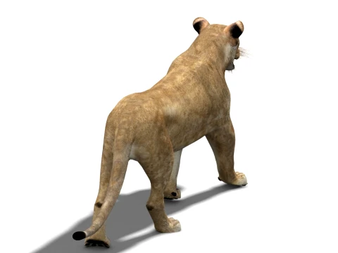 Animated Lioness - Low-Poly 3D Model