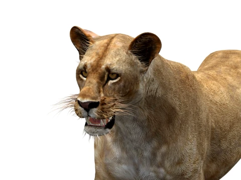 Animated Lioness - Low-Poly 3D Model