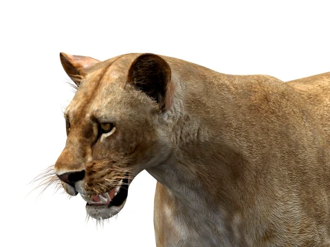 Animated Lioness - Low-Poly 3D Model