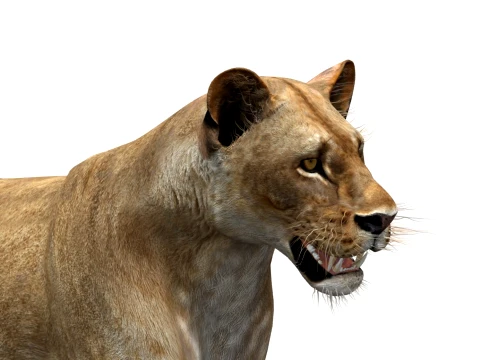 Animated Lioness - Low-Poly 3D Model
