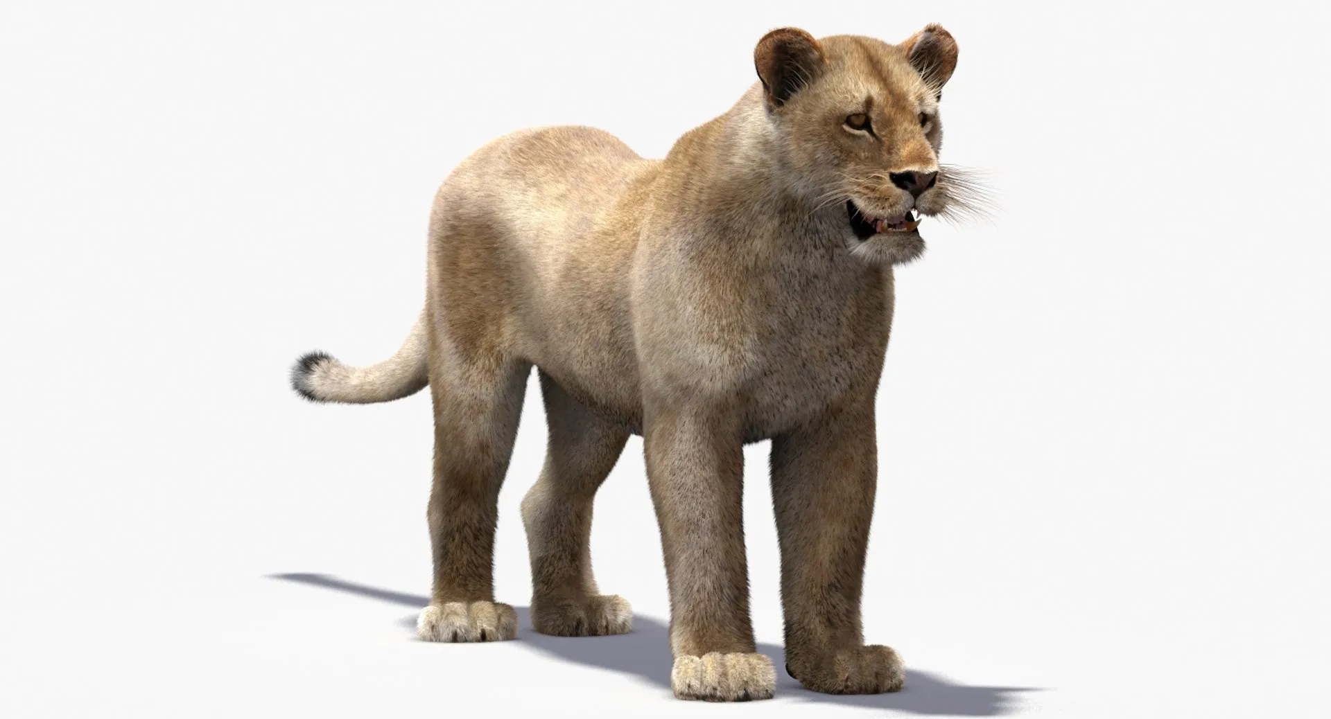 Low-Poly Lioness - Hair and Fur 3D Model .c4d .max .obj .3ds .fbx .stl .blend 