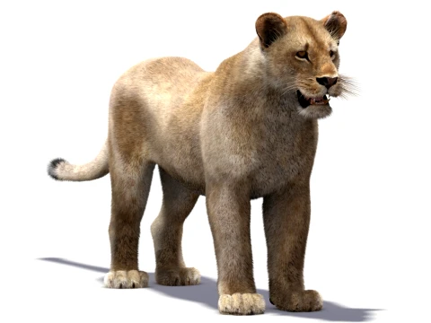Low-Poly Lioness - Hair and Fur 3D Model