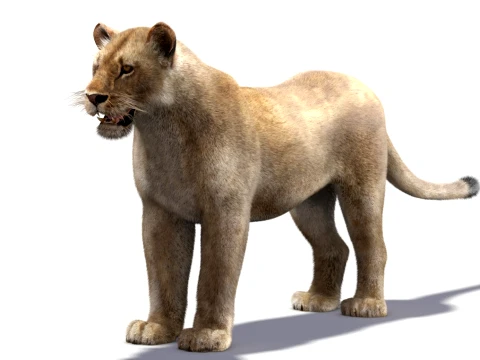 Low-Poly Lioness - Hair and Fur 3D Model