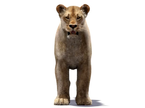 Low-Poly Lioness - Hair and Fur 3D Model