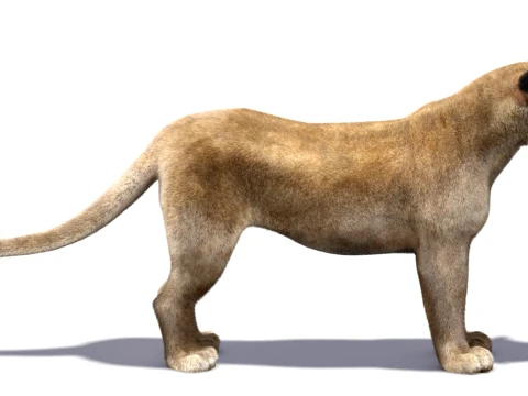 Low-Poly Lioness - Hair and Fur 3D Model