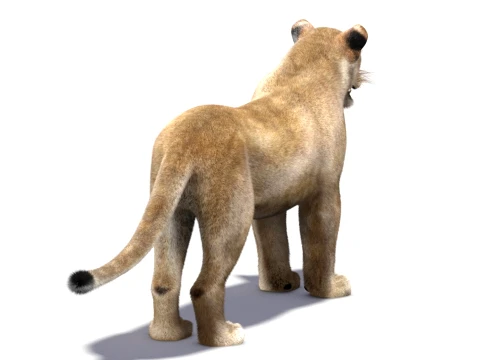 Low-Poly Lioness - Hair and Fur 3D Model