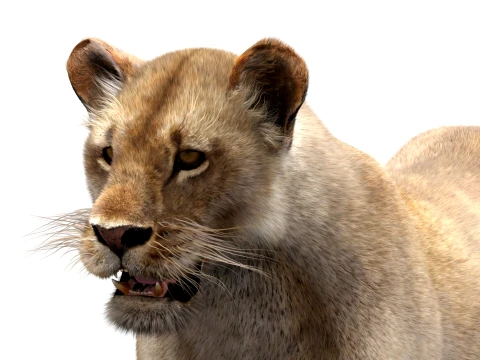 Low-Poly Lioness - Hair and Fur 3D Model