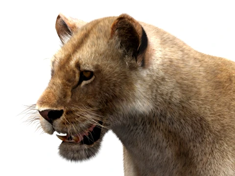 Low-Poly Lioness - Hair and Fur 3D Model