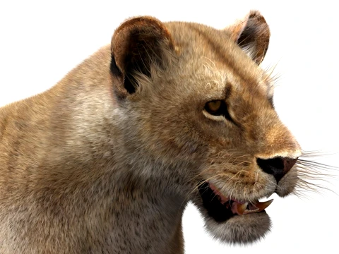 Low-Poly Lioness - Hair and Fur 3D Model