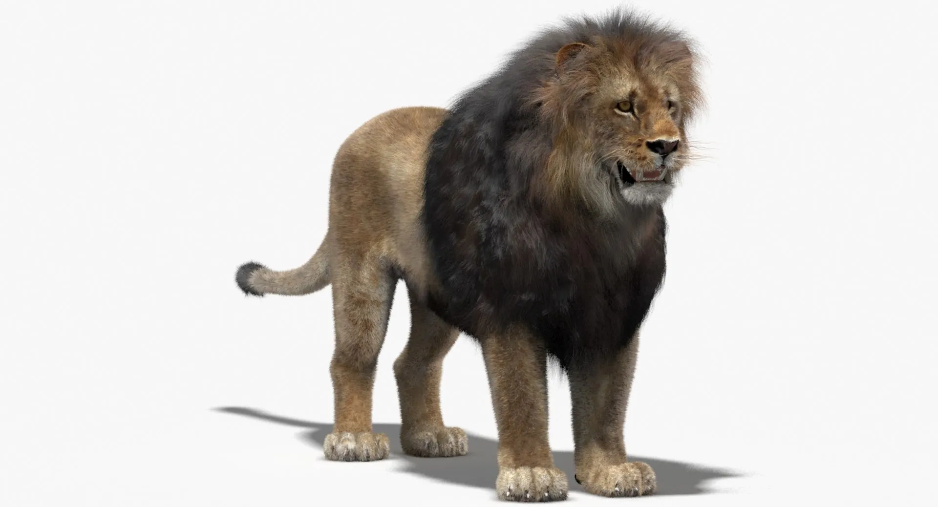 Lion - Hair and Fur Low-Poly 3D Model .c4d .max .obj .3ds .fbx .stl .blend 