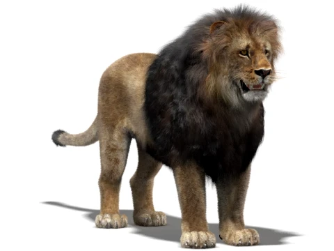 Lion - Hair and Fur Low-Poly 3D Model