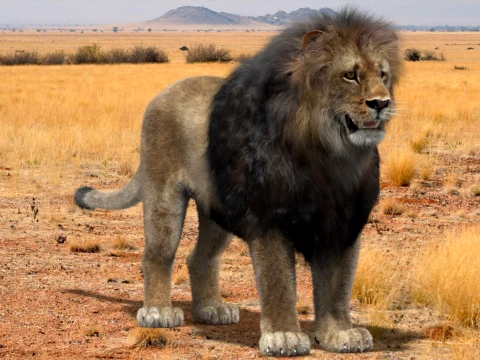 Lion - Hair and Fur Low-Poly 3D Model