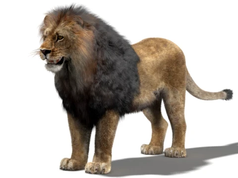Lion - Hair and Fur Low-Poly 3D Model