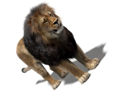 Lion - Hair and Fur Low-Poly 3D Model