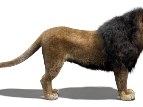 Lion - Hair and Fur Low-Poly 3D Model
