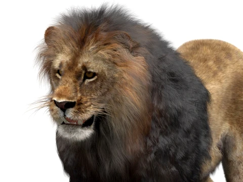 Lion - Hair and Fur Low-Poly 3D Model