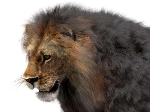 Lion - Hair and Fur Low-Poly 3D Model