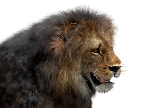 Lion - Hair and Fur Low-Poly 3D Model