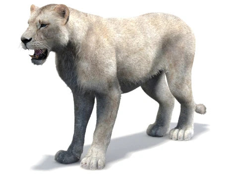 White Lioness - Hair and Fur 3D Model