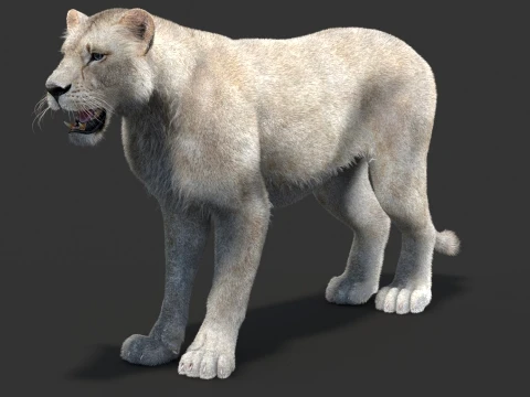 White Lioness - Hair and Fur 3D Model