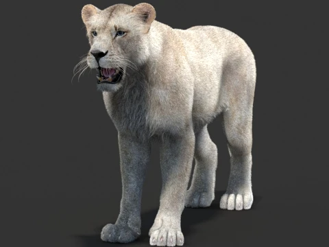 White Lioness - Hair and Fur 3D Model