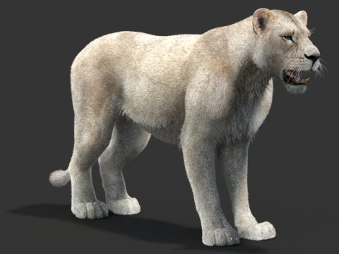 White Lioness - Hair and Fur 3D Model