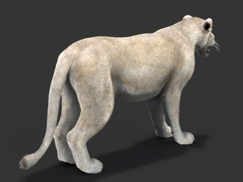 White Lioness - Hair and Fur 3D Model