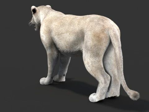 White Lioness - Hair and Fur 3D Model