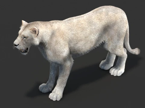 White Lioness - Hair and Fur 3D Model