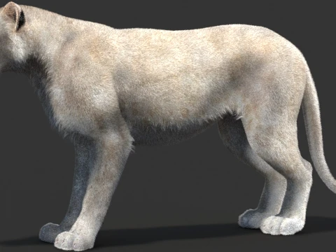 White Lioness - Hair and Fur 3D Model