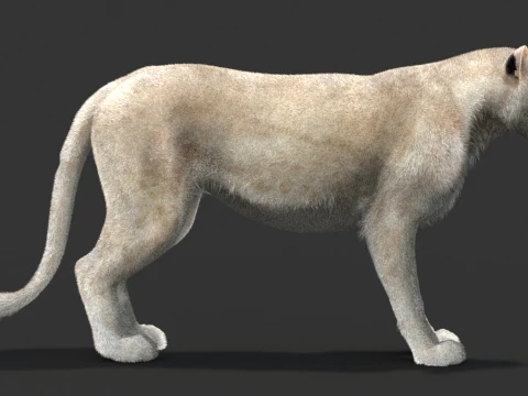 White Lioness - Hair and Fur 3D Model