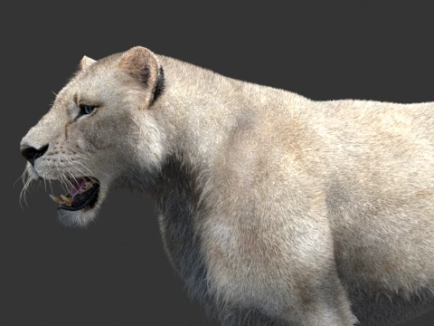 White Lioness - Hair and Fur 3D Model
