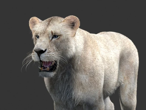 White Lioness - Hair and Fur 3D Model