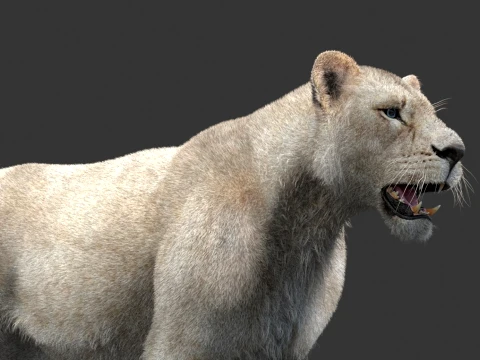 White Lioness - Hair and Fur 3D Model