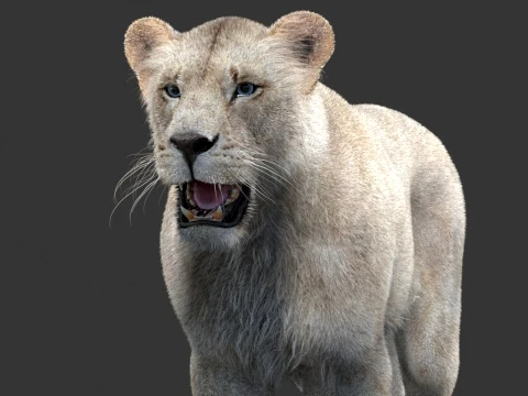 White Lioness - Hair and Fur 3D Model