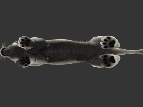 White Lioness - Hair and Fur 3D Model