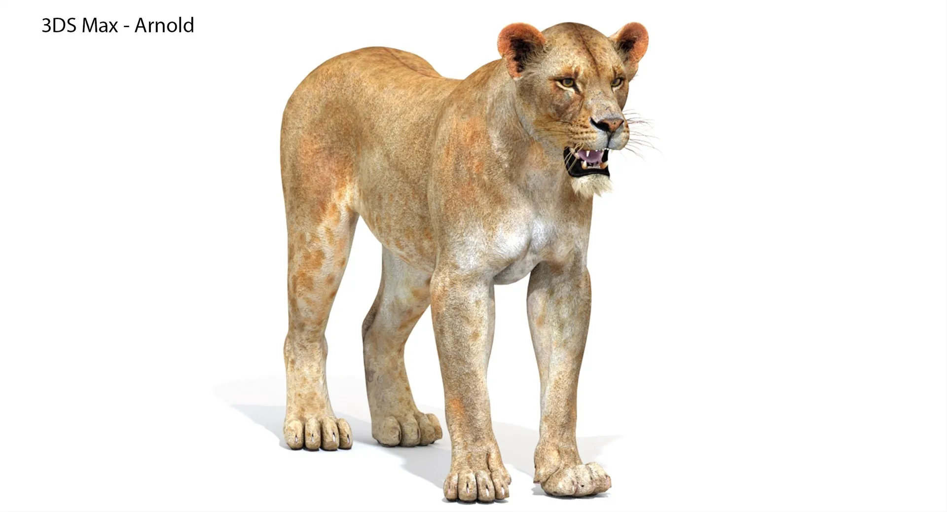 Game-Ready Lioness 3D Model .c4d .max .obj .3ds .fbx .stl .blend 