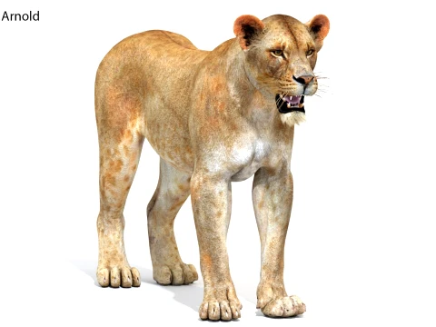Game-Ready Lioness 3D Model