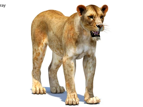 Game-Ready Lioness 3D Model