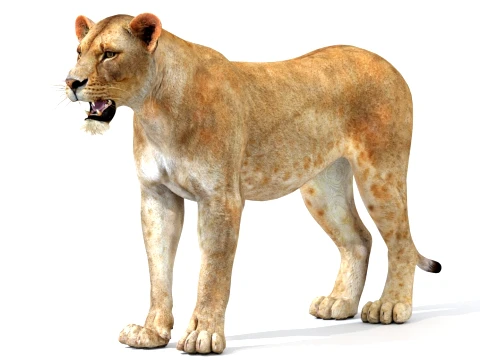 Game-Ready Lioness 3D Model
