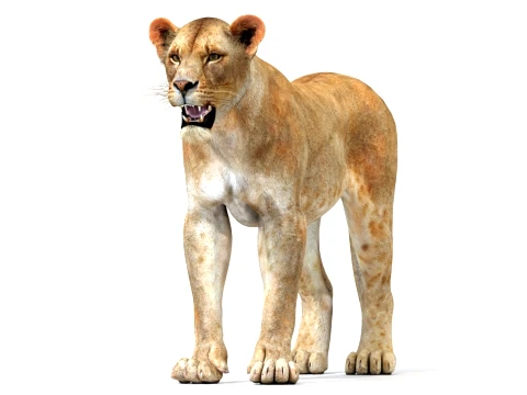 Game-Ready Lioness 3D Model