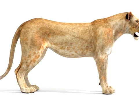 Game-Ready Lioness 3D Model
